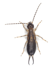Earwig isolated on white background, extreme close-up