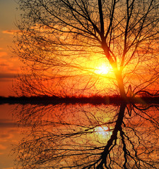 leafless tree on sunset background