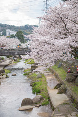 川面と満開の桜