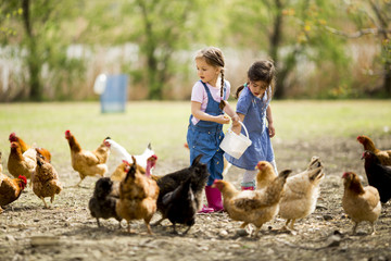 Little girl feeding chickens