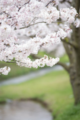 Obraz premium 川面と満開の桜