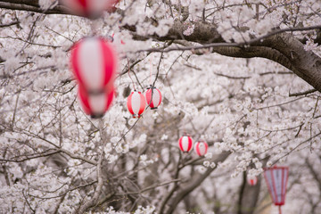 満開の桜