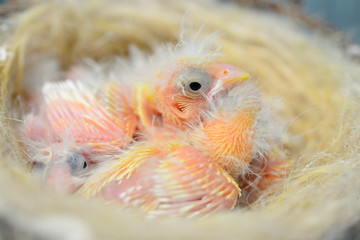 Baby birds