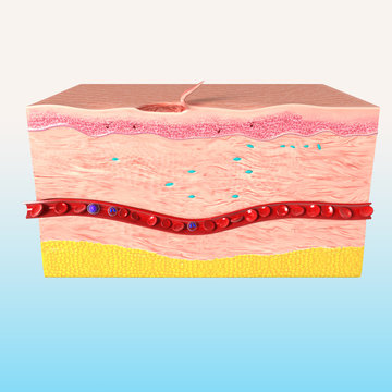3d last step of tissue repair in human skin