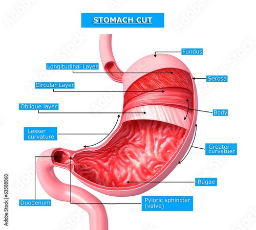 "3d Anatomy of human stomach in cut section with full name" Stock photo