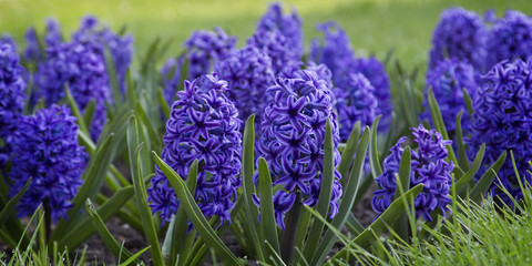 Blue hyacinths blooming