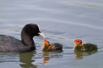 Eurasian coot (Fulica atra)