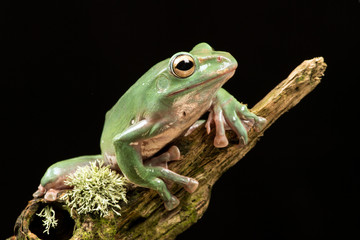 Vietnamese Blue Flying Frog