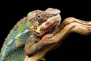 Panther Chameleon