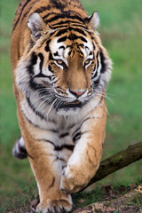 Siberian Tiger (Panthera Tigris Altaica)