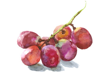 grape vine, watercolor sketch