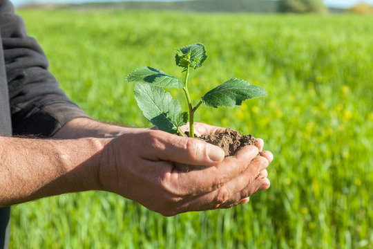 Farmer hands with plant