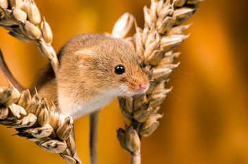 Field Mouse © davemhuntphoto