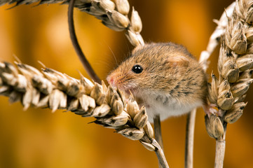 Field Mouse