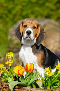 Beagle Welpe in blühendem Garten