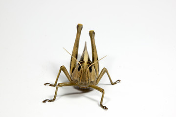 Front View of Single Grasshopper on White