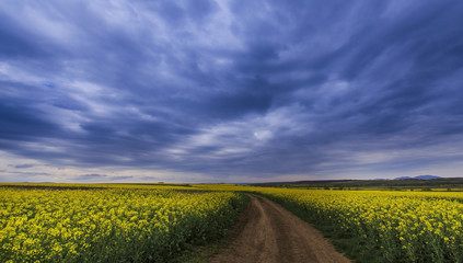 Fototapeta na wymiar Canola fields in remote rural area, profiled on stormy sky