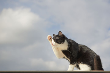 black and white cat on an airplane