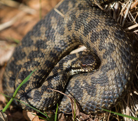 Coiled Adder Snake
