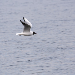 gull fly over the waves