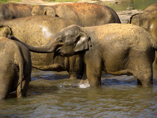 Naklejka premium Elephant bathing at the orphanage