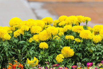 Marigold flower