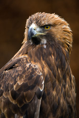 Golden Eagle