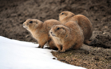 whiz in winter