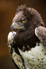 Martial Eagle