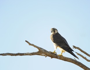 Lanner falco (Falco biarmicus) hunting from perch