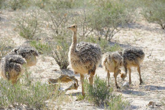 Ostrich (Struthio camelus) chicks foraging, Kalahari desert.