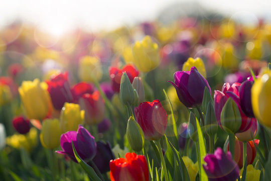 Field of Colorful Tulips in Bloom