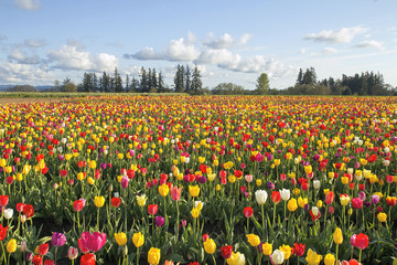 Fototapeta premium Field of Colorful Tulips Landscape
