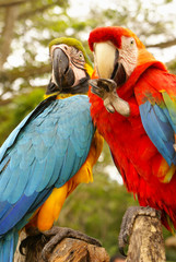 Blue and yellow macaw parrot sitting on hand