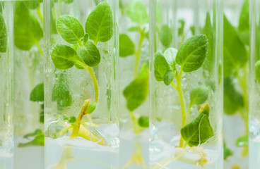 view on litle plants of potato in lab tubes