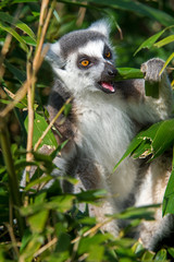 Ring Tailed Lemur