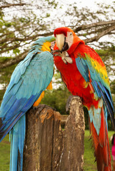 Blue and yellow macaw parrot sitting on hand