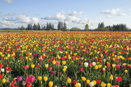 Field of Colorful Tulips Landscape © jpldesigns