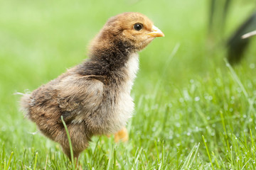 Chicken in the green grass