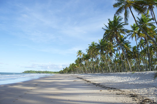 Remote Tropical Brazilian Beach Palm Trees