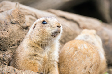 Prairie Dog