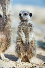 Meerkat