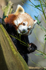 Obraz premium Red Panda