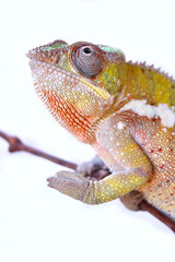 Fototapeta premium Panther Chameleon