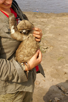 Three-toed sloth in the Iquitos, Peru