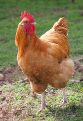 Posing rooster