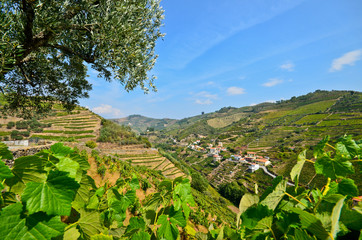 Fototapeta na wymiar Weinterrassen und Olivenbäume waga Linijka Rio Douro Portugalia