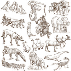 Animals around the world (white set no. 6) - hand drawn