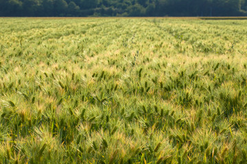 Field of wheat, Japan