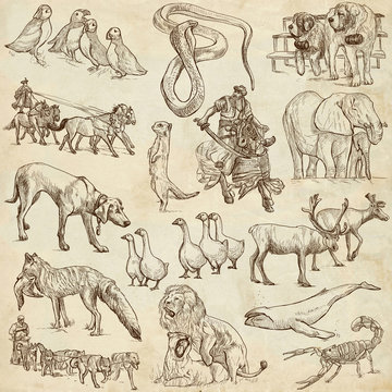Animals around the world (paper set no. 6) - hand drawn